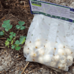 Meine ersten Blumenzwiebeln sind im Boden: Traubenhyazinthen