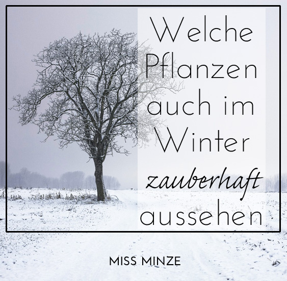 welche pflanzen für den winter