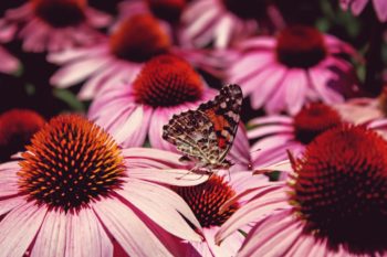 echinacea