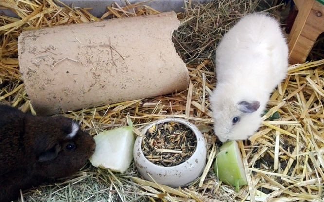 meerschweine