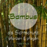 Bambus als Sichtschutz: ein Abenteuer mit ungewissem Ausgang