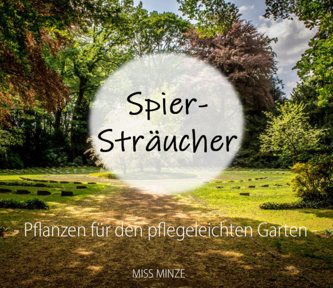 spiersträucher pflegeleicht