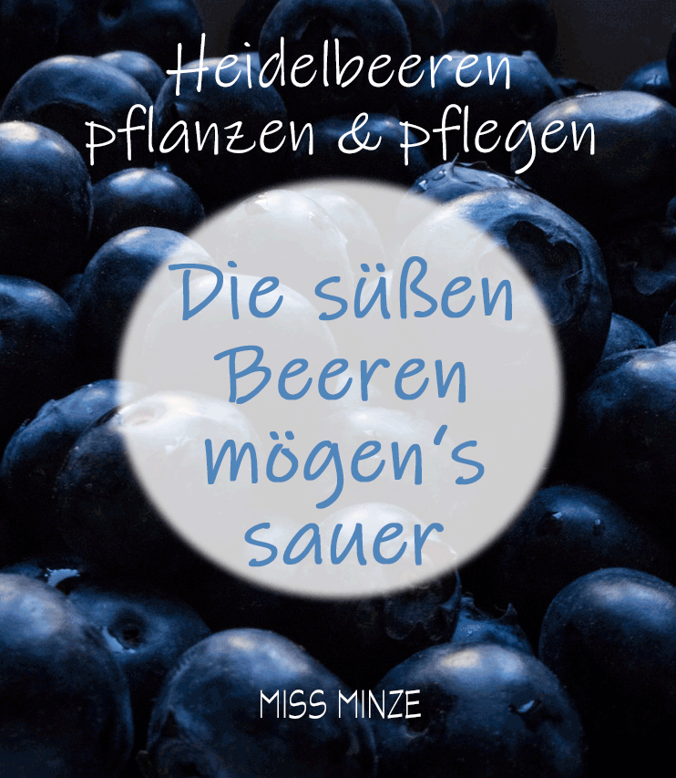 Heidelbeeren pflanzen und pflegen