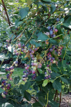 kultur heidelbeeren pflanzen