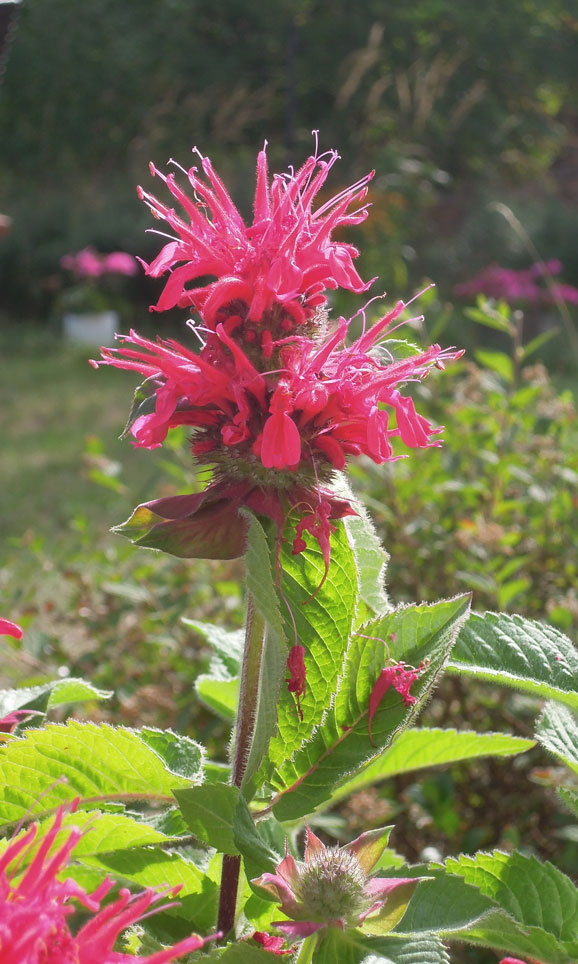 Indianernessel, monarda fistulosa
