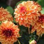 Vom Samen bis zur Blüte in einem halben Jahr
