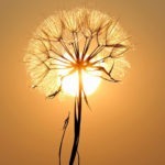 Sonnenanbeter im Garten