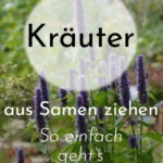 Kräuter aus Samen ziehen