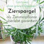 Zierspargel, der Umgängliche