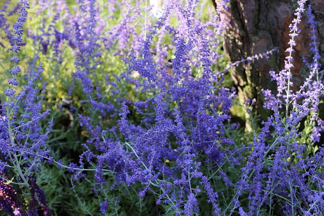 Russian Sage