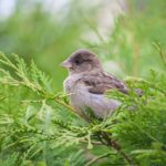 Der Klassiker unter den Heckenpflanzen: Thuja Occidentalis Smaragd
