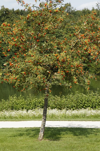 beschattung der terrasse, baum als klimaanlage