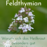 feldthymian als bodendecker