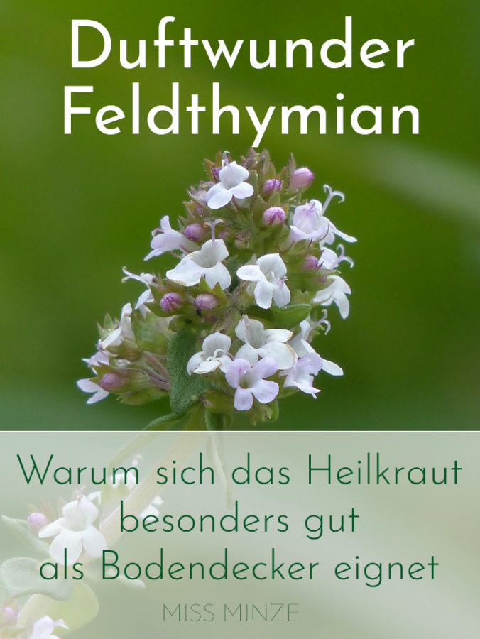 feldthymian als bodendecker