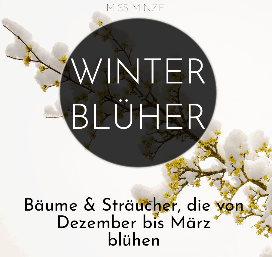 welche sträucher blühen im winter