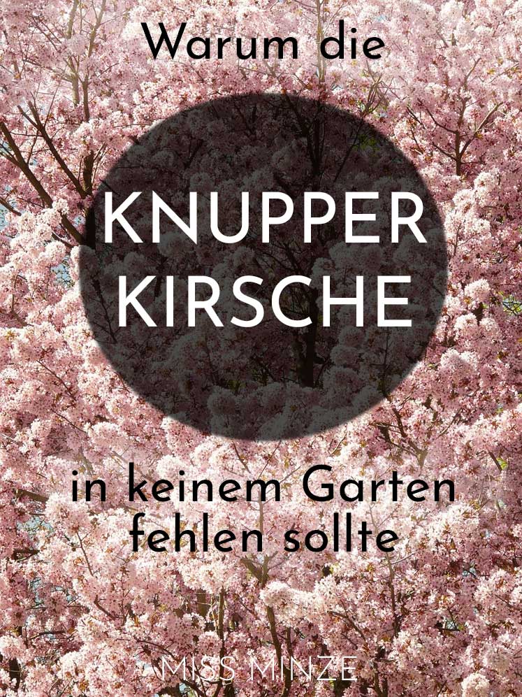 Warum die Süßkirsche in keinem Garten fehlen sollte