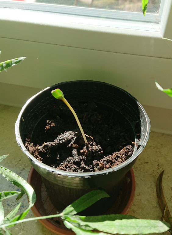 samen vorziehen auf Fensterbank