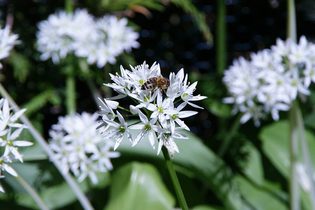 blühender Bärlauch | Allium