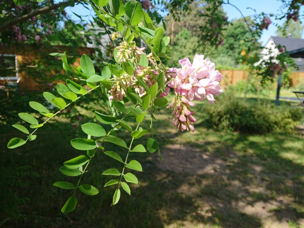 Robinienblüte