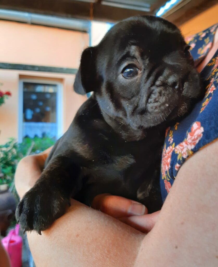 Französische Bulldogge Welpe