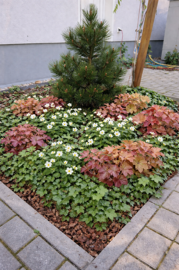 Schattenbeet mit Zwergkiefer