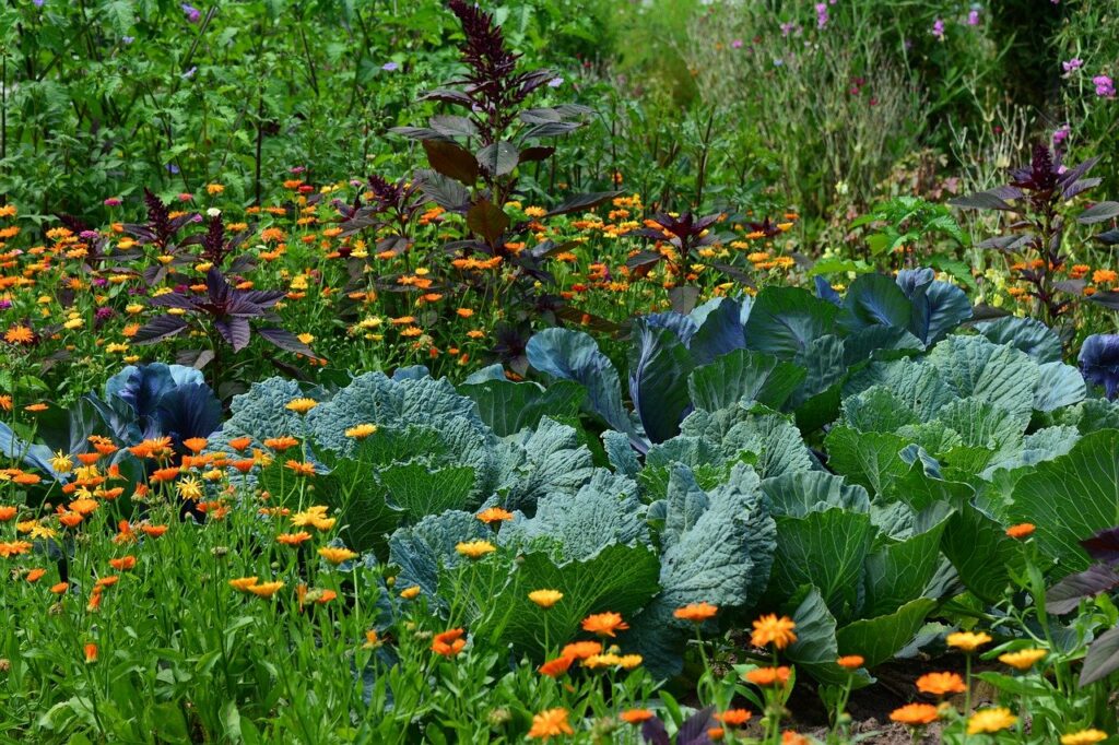 ringelblumen im gemüsebeet