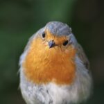 rotkehlchen