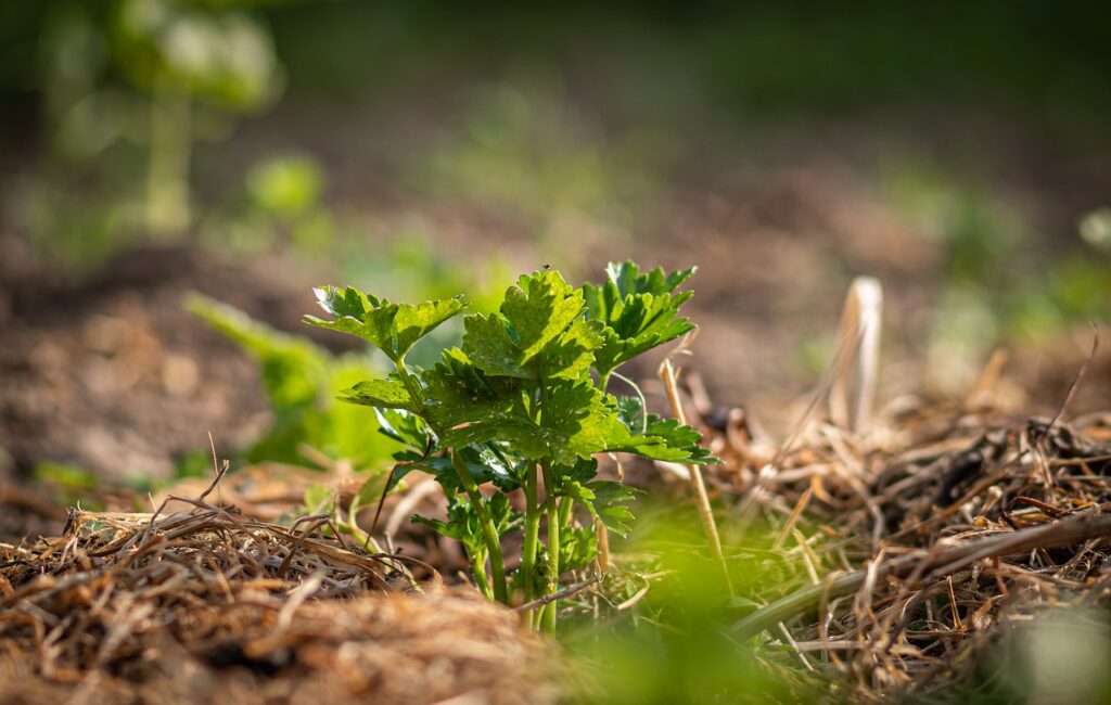 was eignet sich als mulch