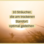 sträucher die wenig wasser brauchen