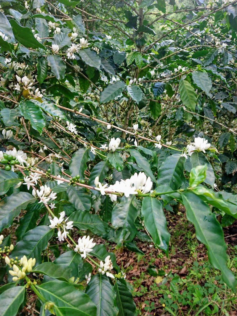 blue mountain kaffee jamaika
Jamaika Urlaub Erfahrungen