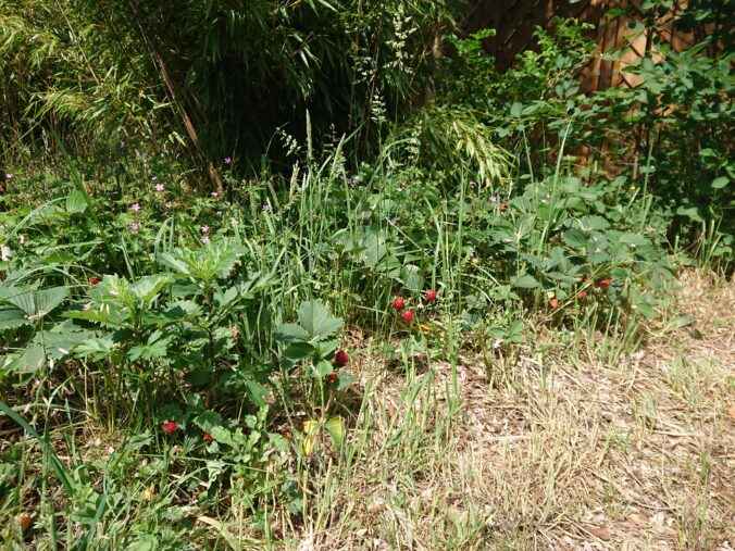 erdbeeren pflanzen