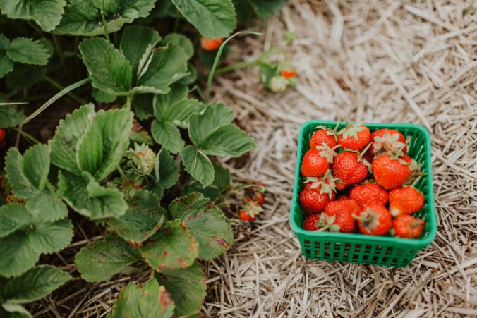 erdbeeren pflanzen