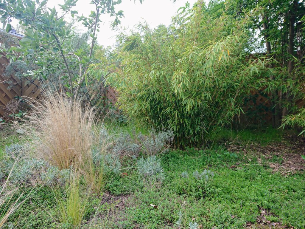 Fargesia rufa bietet als Solitär oder Hecke im Garten einen dichten Sichtschutz