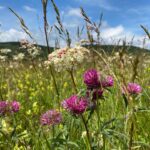 Wie ein Rasen zur Blumenwiese wird