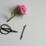 Rosen vermehren durch Stecklinge