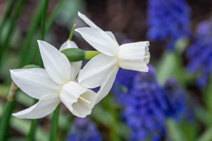 blumenzwiebeln pflanzen