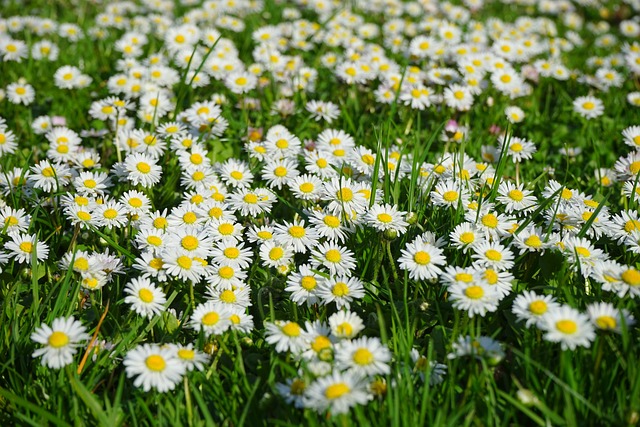 Rasenersatz Gänseblümchen