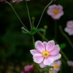 anemonen zwiebeln pflanzen
