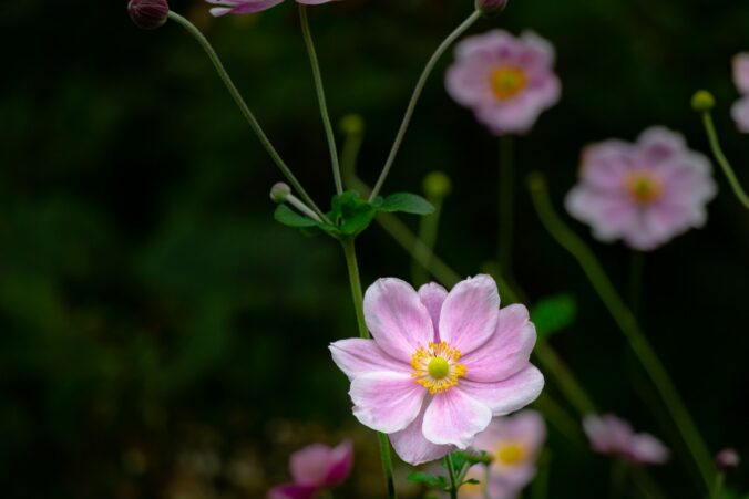 anemonen zwiebeln pflanzen