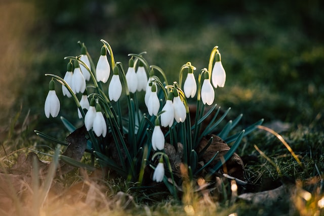 blumenzwiebeln, schneeglöckchen