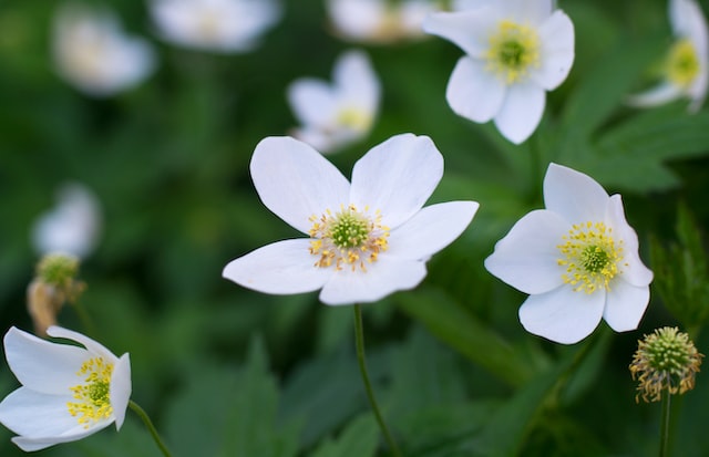 Anemonen, Buschwindröschen