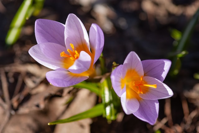 blumenzwiebeln, Krokus