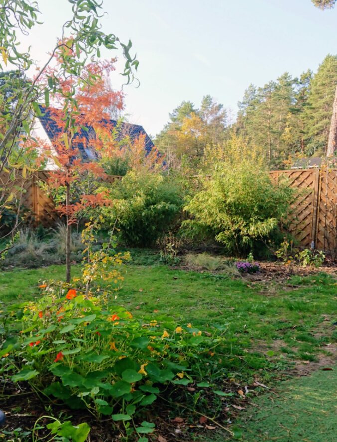 Bambus Fargesia im Herbst