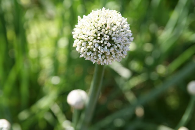 gemüse anbauen knoblauch