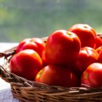 Tomaten vorziehen