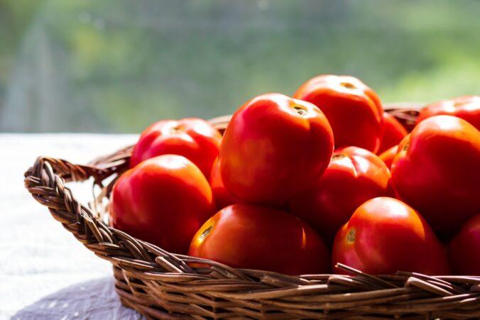 Tomaten vorziehen