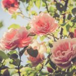 Dauerblüher Rosen