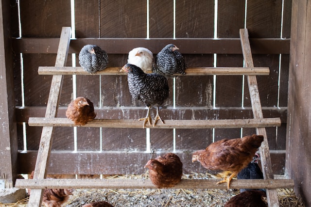 Sitzstangen im Hühnerstall, Hühnerstall bauen