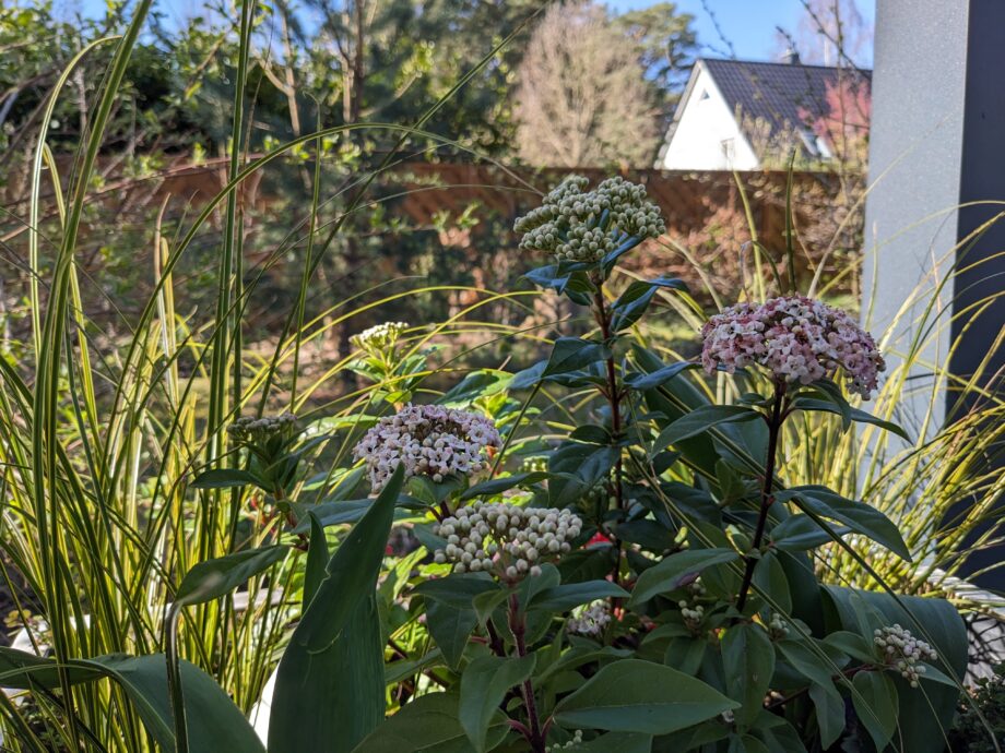 Schneeball / Viburnum