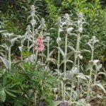 Gartenbilder-MissMinze